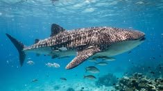 Whale Shark in Tanzania